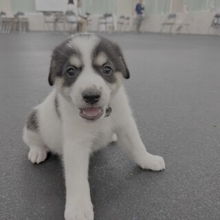 「生後4週齢」2025年6月生オス　可愛い子犬