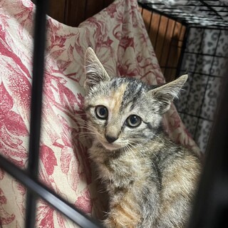 里親決定！ふうちゃん/かわいらしい女の子です！