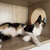 人が大好き♡甘えん坊な三毛猫さん サムネイル3
