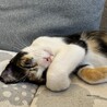 人が大好き♡甘えん坊な三毛猫さん サムネイル5