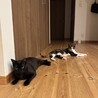 人が大好き♡甘えん坊な三毛猫さん サムネイル6