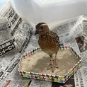 うずら1羽お譲りします！