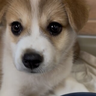 7/12譲渡会参加  しゅら♀2ヶ月