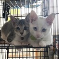 甘えん坊のきょうだいです