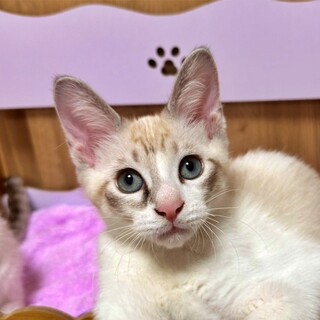 面談中『マウイくん』