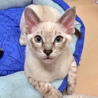 面談中『プアくん』