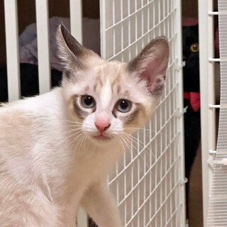 面談中『モアナちゃん』