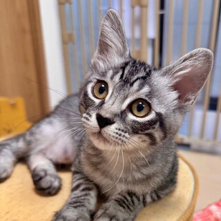 面談中『シーナちゃん』