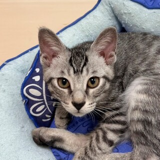 検討中：キリっとした顔立ちのイケメン♡トゥイくん