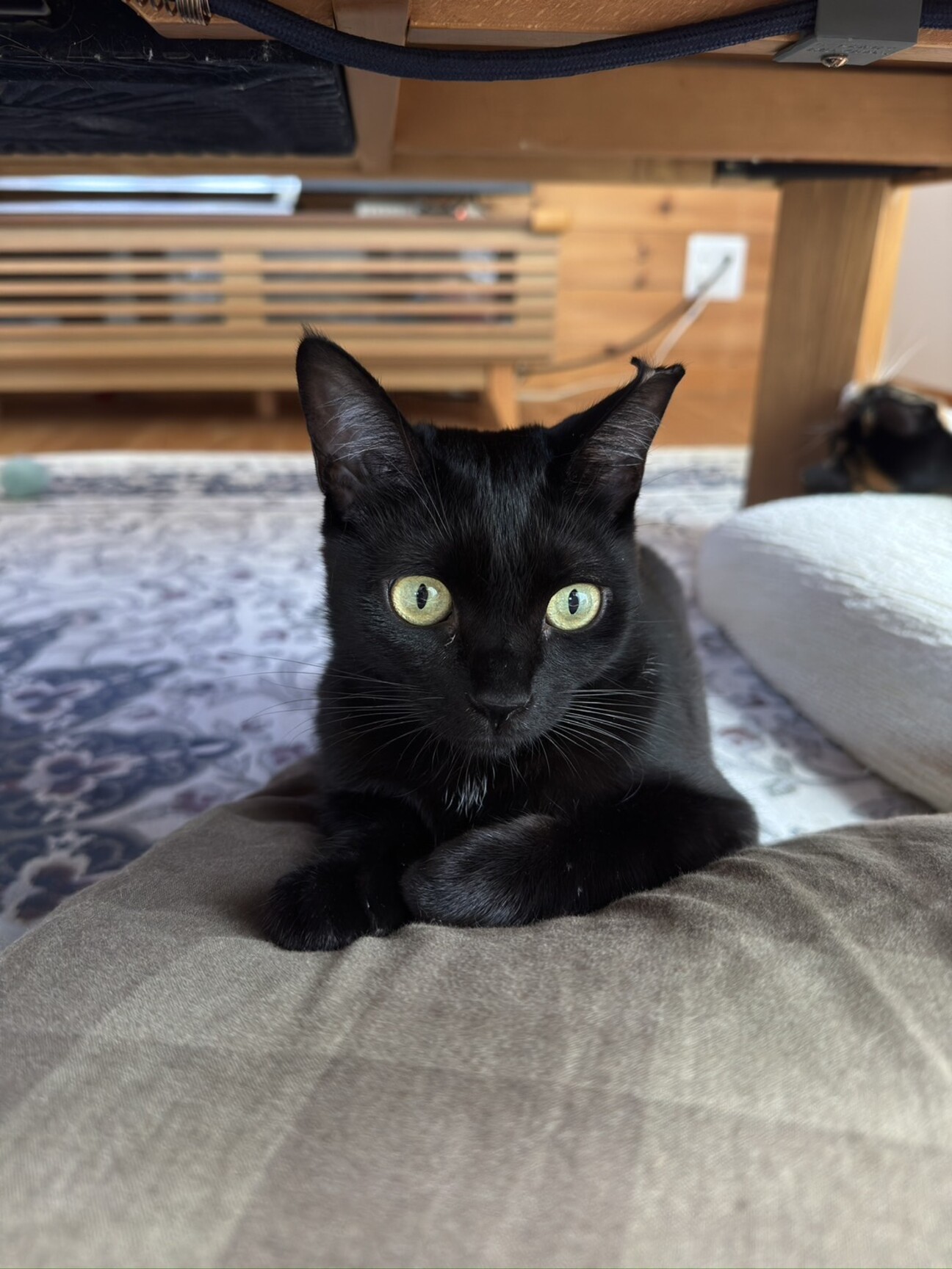 黒額縁ご確認ページ　「プカプカ猫」 Fuwa decot.（くろねこちゃん） | すべての商品 | エイこれット