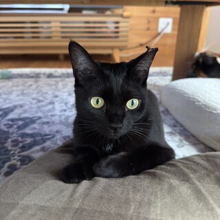 繊細で人見知りな黒猫さん♡