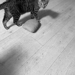 新猫部屋つくり　Vol.9
