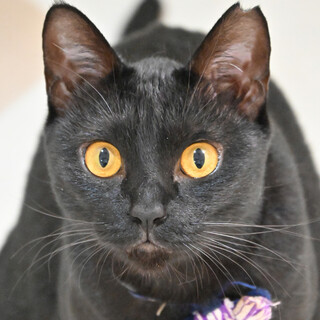 はなこ：おっとり甘え上手なお嬢さん※トライアル中