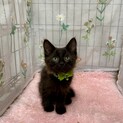 フワフワ長毛の黒猫『シナモンちゃん』2ヶ月