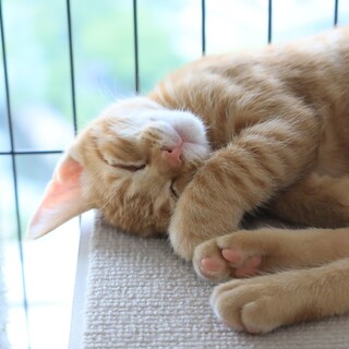 ゴロゴロ全開！甘えん坊茶トラ男子生後3ヵ月