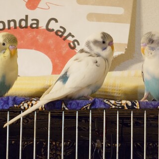 セキセイインコの里親を探しています: 決まりました