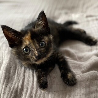 一匹飼いに。可愛いさびちゃん♀一カ月仔猫べたなれ