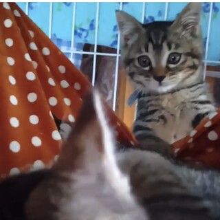 キジトラ2匹同時募集