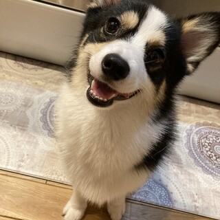 里親募集させていただきます