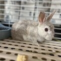 ネザーランドドワーフ  生後2ヶ月ほど
