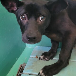 ビビりな野犬の子犬　サキ