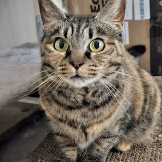 ずんぐりむっくりな短足さん『にゃんにゃん』♀