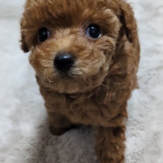 目の不自由なプードルの子犬