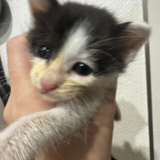 生後間もない子猫