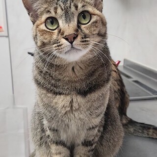 ちゅーる大好き ムギワラ『お蘭』ちゃん♀