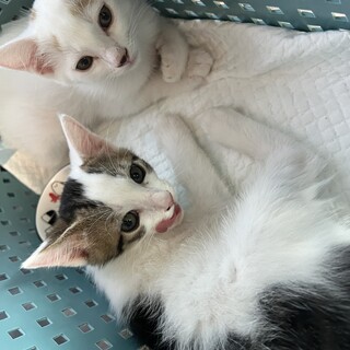 可愛い2匹の猫