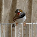 錦華鳥　里親募集