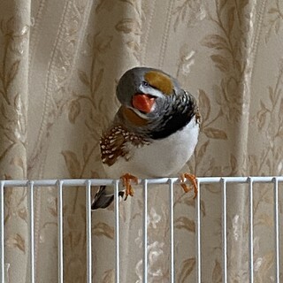 錦華鳥　里親募集