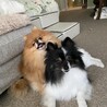なかよし兄妹