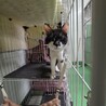 処分対象 とっても懐っこい 猫ちゃん  サムネイル2