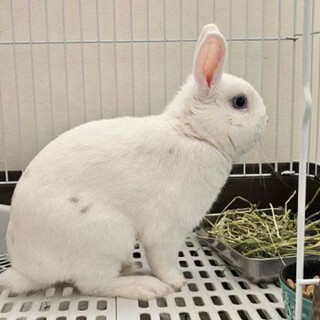 ミニウサギ里親になってくれる方募集しています！