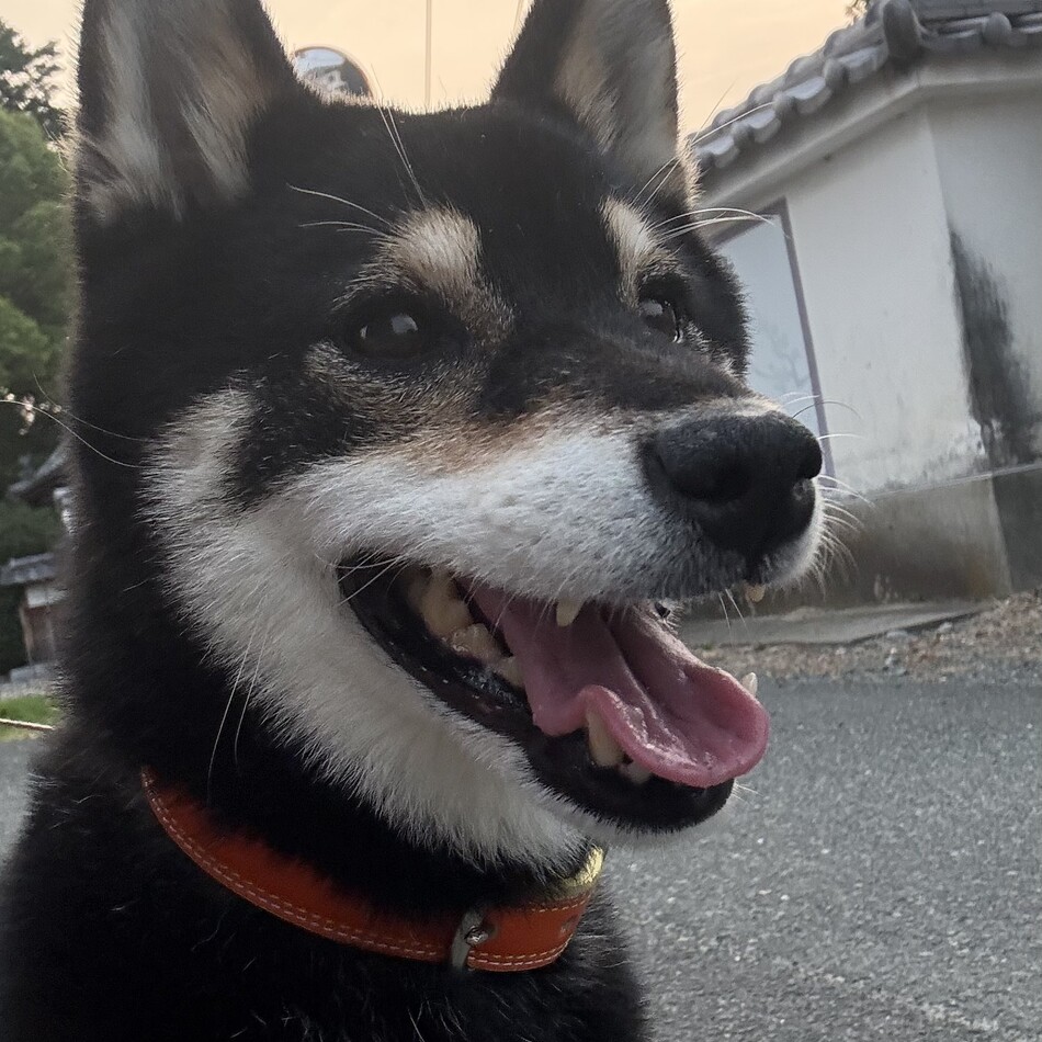 ほたるのカバー写真