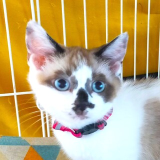 シャム柄＆青い瞳、甘えん坊の女の子