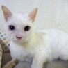 個別お見合い、多頭飼育崩壊現場からレディちゃん サムネイル4