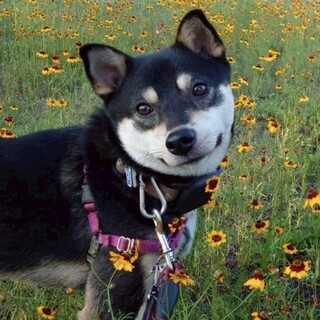 クリクリお目め柴Mix⭐︎クルくん⭐︎