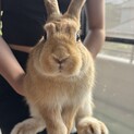 ふわふわ子うさぎゴールデン