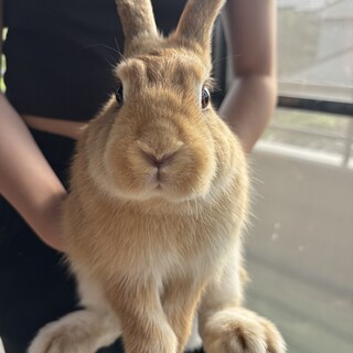 ふわふわ子うさぎゴールデン