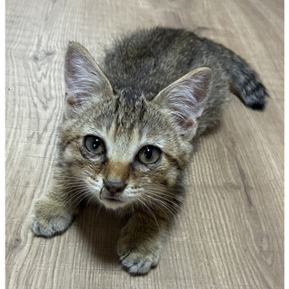 やんちゃなキジトラ雄の里親さんを募集いたします。