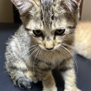 模様のきれいなキジトラ雌の里親さん募集