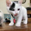 子猫里親募集