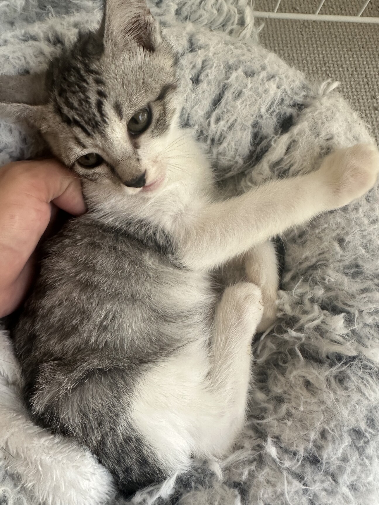 サバ白猫 眠り猫 作家サイン 1852904.jpeg 置物
