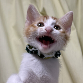 元気兄妹たち・伶夢（れむ）くん