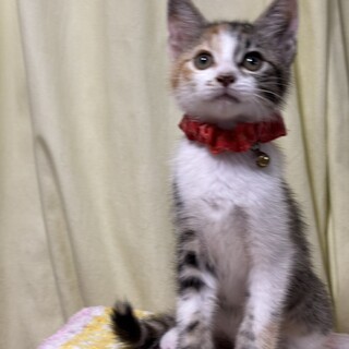 元気兄妹たち・歩夢（あむ）ちゃん