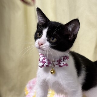 元気兄妹たち・桃夢（らむ）ちゃん