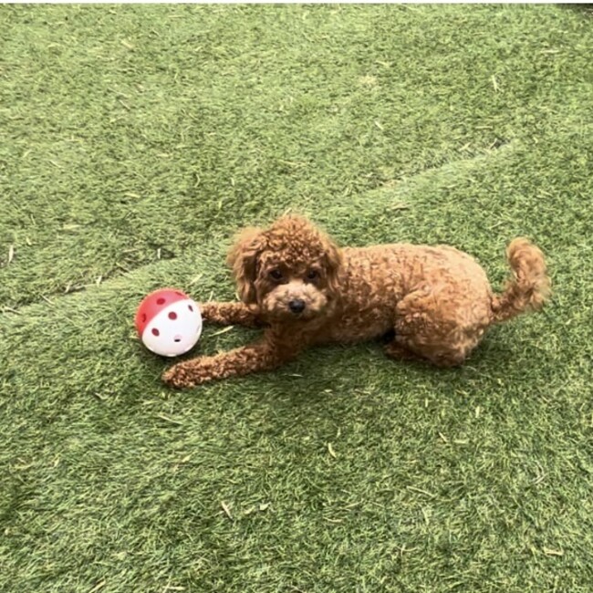 animaldog ブリーダーのカバー写真