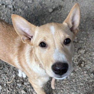 （25年3月生メス）人も犬も大好きな幼い子犬